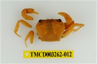 藏品(拉氏清溪蟹)的圖片